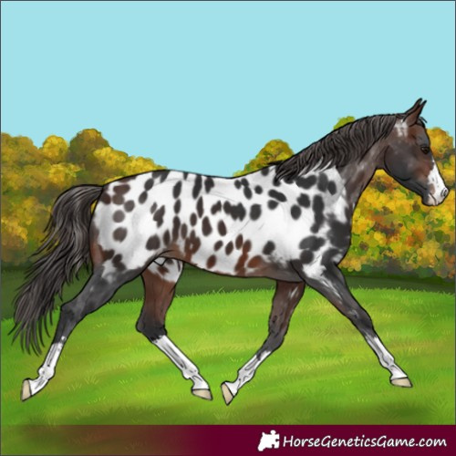 Horse Color:Brown Appaloosa 