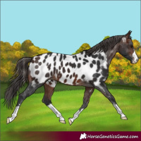 Horse Color:Brown Appaloosa