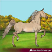 Horse Color:Chocolate Palomino Dun Rabicano