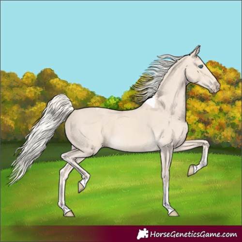 Horse Color:Cremello Tobiano