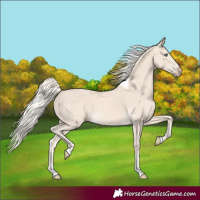Horse Color:Cremello Tobiano