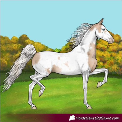 Horse Color:Chocolate Palomino Pearl Splash Tobiano Frame