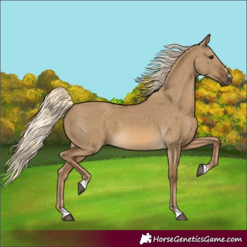 Horse Color:Chocolate Palomino Dun 