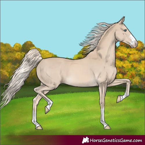 Horse Color:Cremello 