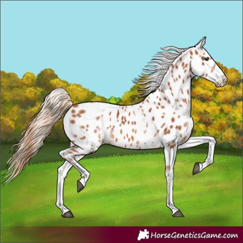 Horse Color:White Spotted Chestnut Appaloosa