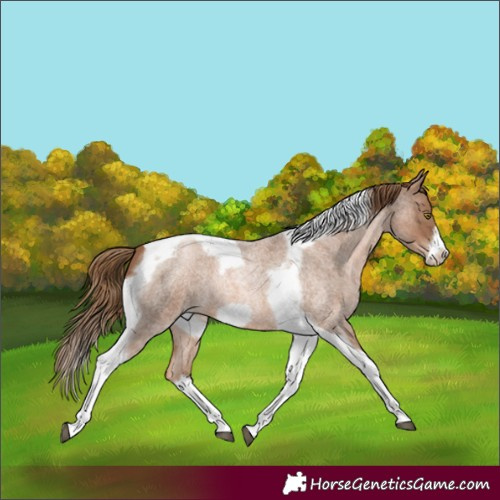 Horse Color:Liver Red Roan Pearl Tobiano Frame