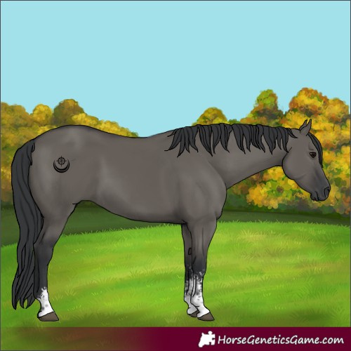 Horse Color:Grullo Sabino Rabicano 