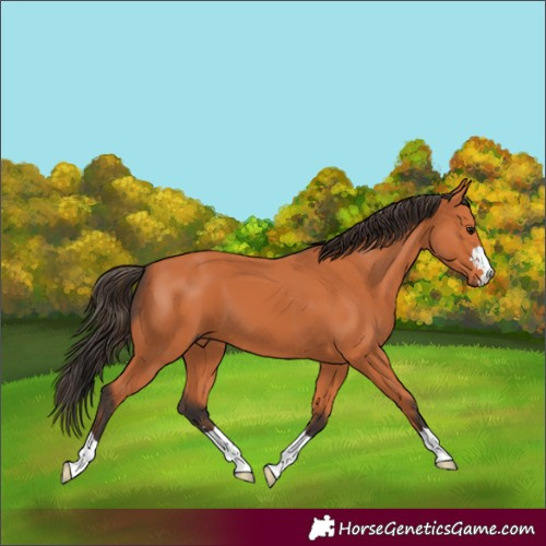 Horse Color:Bay 