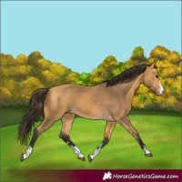 Horse Color:Buckskin 