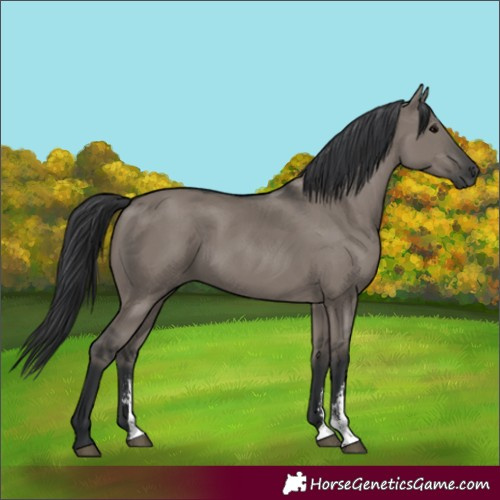 Horse Color:Grullo Sabino Rabicano 