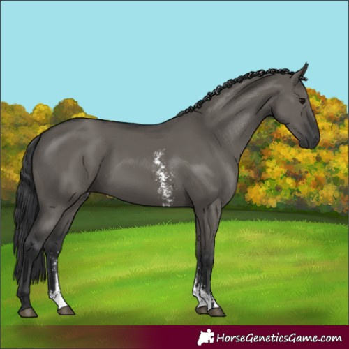 Horse Color:Grullo Sabino Rabicano 