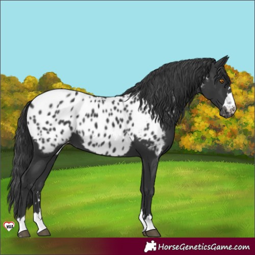 Horse Color:Black Appaloosa