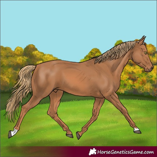 Horse Color:Chestnut 