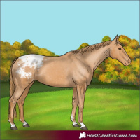 Horse Color:Chestnut Appaloosa 