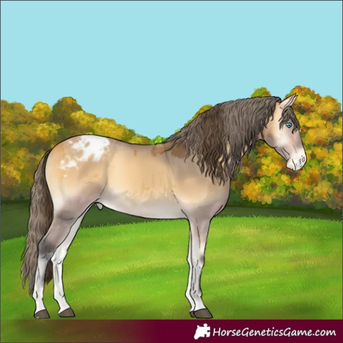 Horse Color:Buckskin Onyx Merle Appaloosa Rabicano 