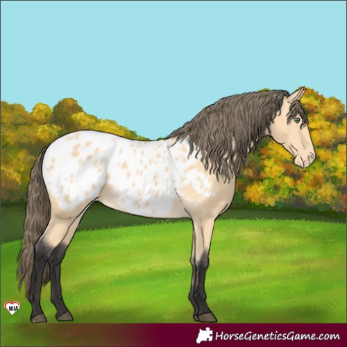 Horse Color:Buckskin Appaloosa 