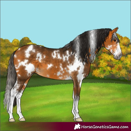 Horse Color:Gray White Spotted Buckskin Sabino 