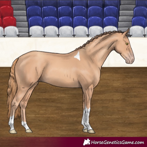 Horse Color:Gold Champagne Tobiano