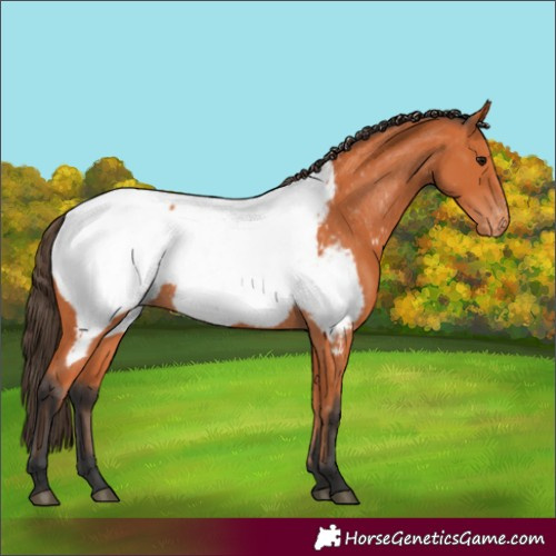 Horse Color:Bay Appaloosa