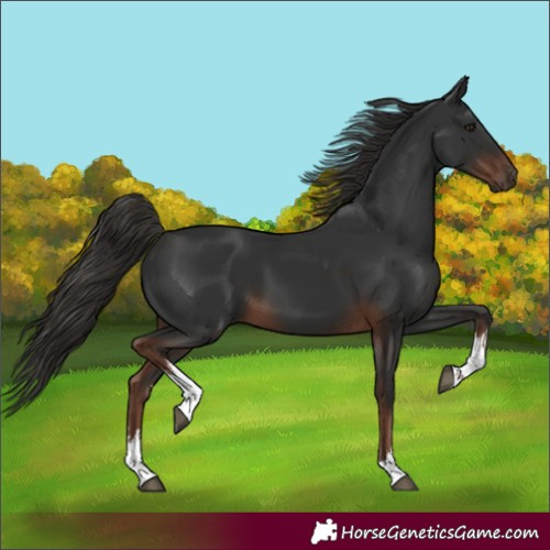 Horse Color:White Spotted Liver Chestnut