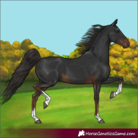 Horse Color:White Spotted Liver Chestnut 