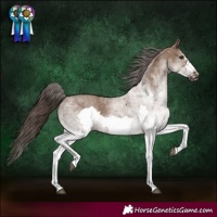 Horse Color:White Spotted Liver Red Dun Frame Rabicano