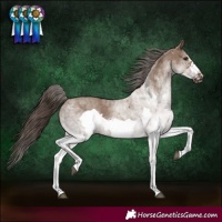 Horse Color:White Spotted Liver Red Dun Frame Rabicano