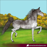 Horse Color:White Spotted Liver Chestnut Rabicano 