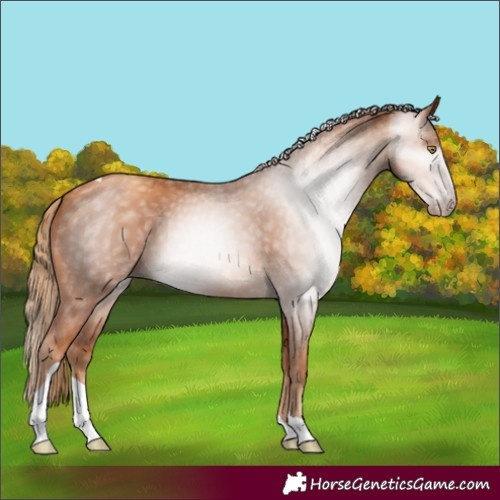 Horse Color:Gray Gold Champagne Tobiano 