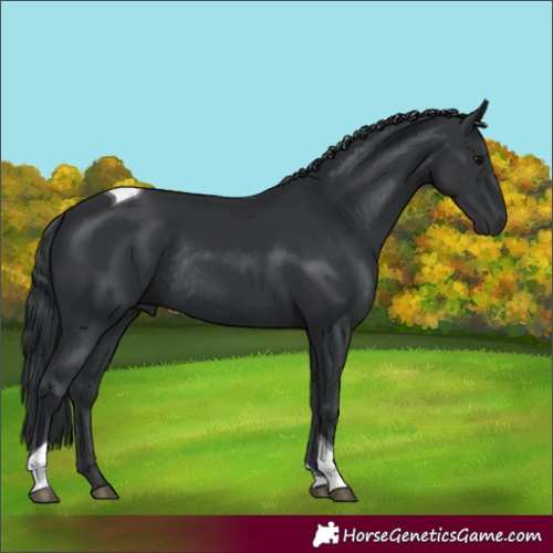 Horse Color:Unknown 