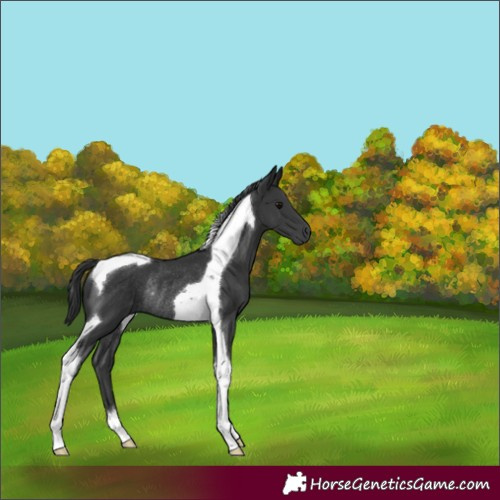 Horse Color:Black Tobiano Rabicano 