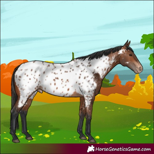 Horse Color:Bay Appaloosa