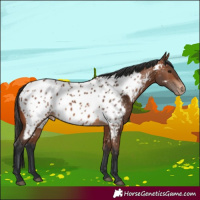 Horse Color:Bay Near Leopard