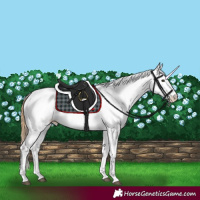Horse Color:White Spotted Red Dun 
