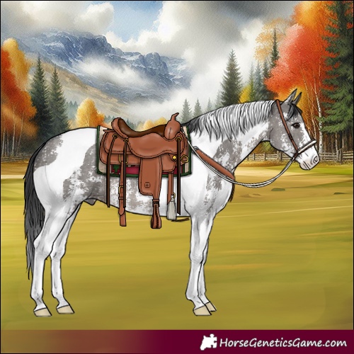 Horse Color:Grullo Sabino Tobiano 