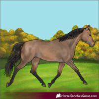 Horse Color:Bay Dun 