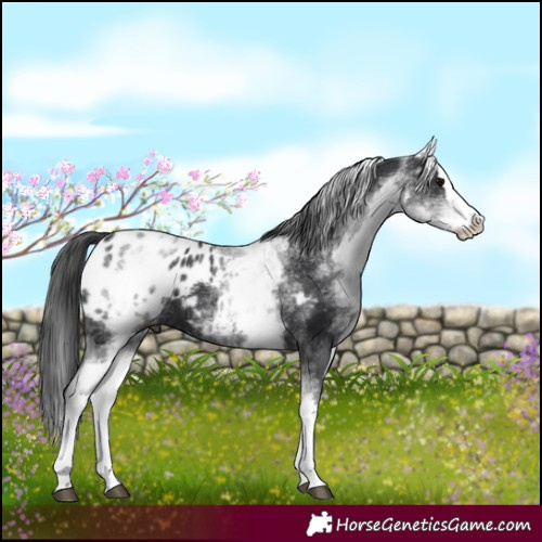 Horse Color:White Spotted Black Splash Appaloosa 
