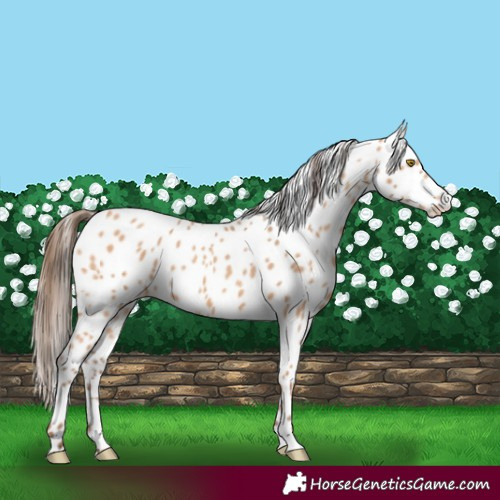Horse Color:Amber Champagne Leopard