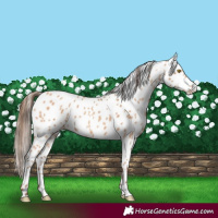Horse Color:Amber Champagne Leopard 