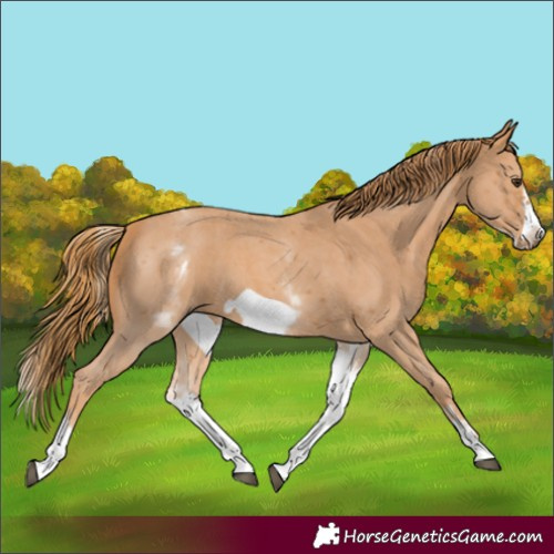 Horse Color:White Spotted Chestnut Sabino Frame