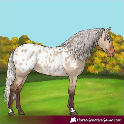 Horse Color:Silver Brown Dun Appaloosa 