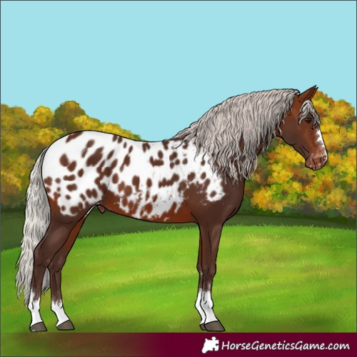Horse Color:Silver Brown Appaloosa