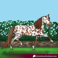 Horse Color:Chestnut Near Leopard Rabicano