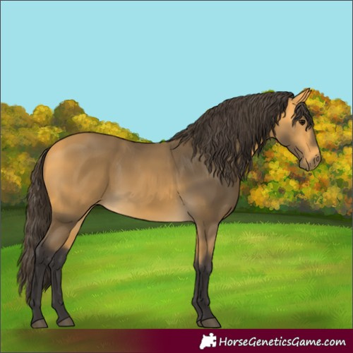 Horse Color:Buckskin 