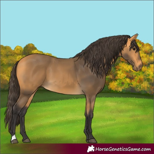 Horse Color:Buckskin 