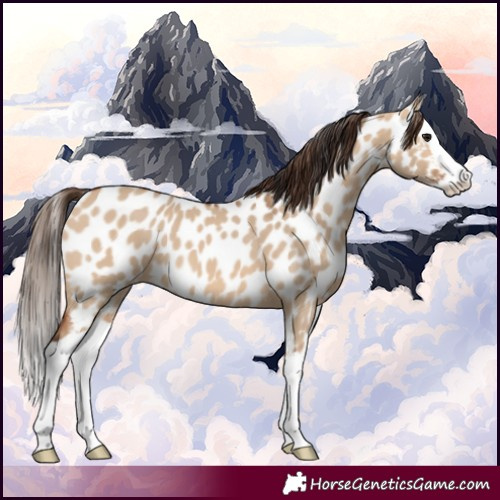 Horse Color:Bay Dun Splash Appaloosa