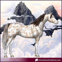 Horse Color:Bay Dun Splash Near Leopard