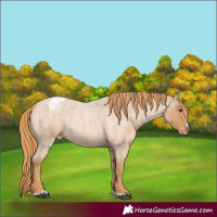 Horse Color:Red Roan Appaloosa 