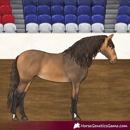 Horse Color:Buckskin 
