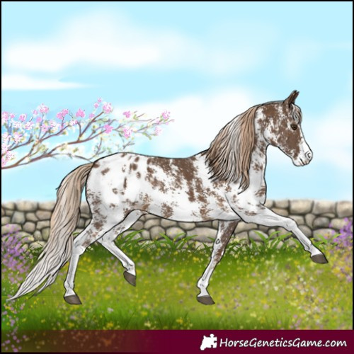 Horse Color:Chocolate Palomino Sabino Appaloosa 
